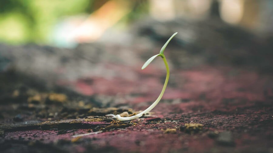 art therapy and growth